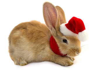 Rabbit in the hat of Santa Claus .