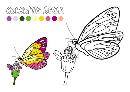 Butterfly coloring book page (Vector illustration)