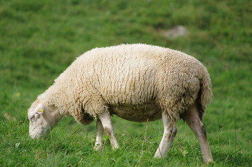 Naklejka na ściany i meble élevage ovin - mouton au pré