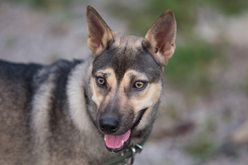dog breed native of thailand