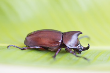 Rhinoceros beetle, Rhino beetle, Hercules beetle, Unicorn beetle, Horn beetle
