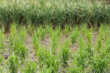 Fototapeta premium Rice plant in paddy