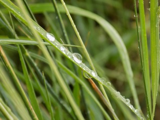 Rain drops on grass blade