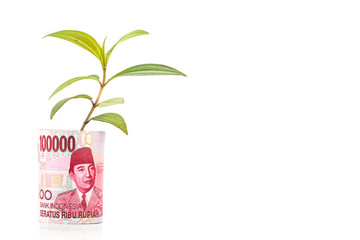 Concept of green plant grow on Indonesia Rupiah currency note