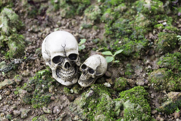 The skull or skeleton of human photography