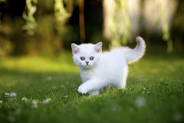 Британский котенок гуляет на траве