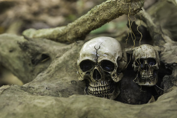 The skull or skeleton of human photography