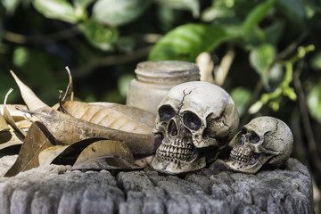 The skull or skeleton of human photography