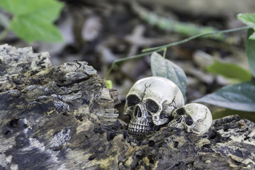 The skull or skeleton of human photography