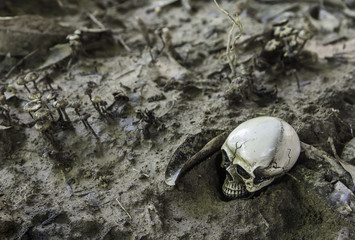 The skull or skeleton of human photography