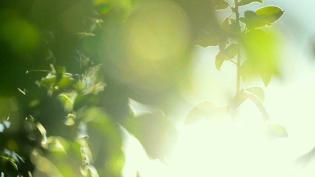 Sunlight shines through plum treetop branches in organic farming orchard, handheld camera with subtle movement, lens flare, full HD footage, 1920x1080, 1080p.