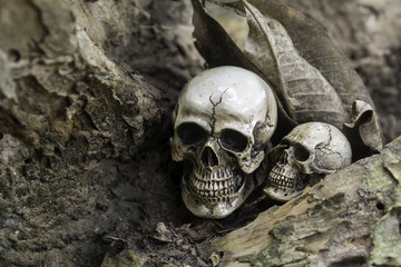 The skull or skeleton of human photography