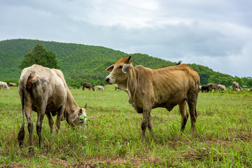 cow on pasture