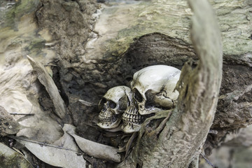 The skull or skeleton of human photography