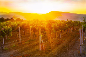 vineyard at sunrise