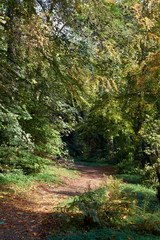 Fototapeta na wymiar A winding trail through English woodlands.