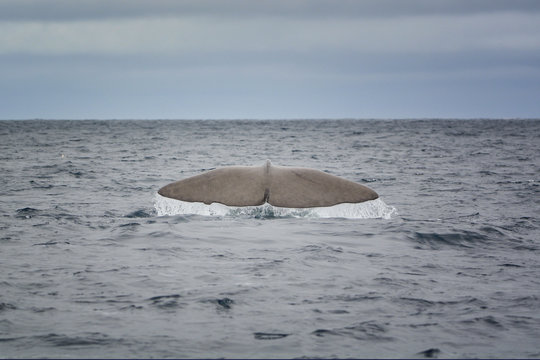 Sperm whale, Andoya, Norway
