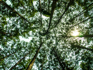 Fototapeta premium World Heritage Forest Kumano Kodo in Japan in May