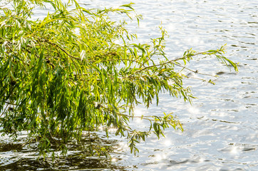 Blätter und Spiegelung im Wasser bei Gegenlicht