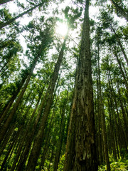 Fototapeta na wymiar World Heritage Forest Kumano Kodo in Japan in May