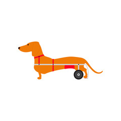Dachshund on wheels