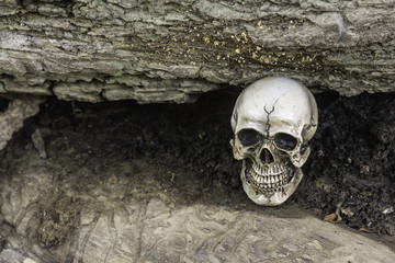 The skull or skeleton of human photography