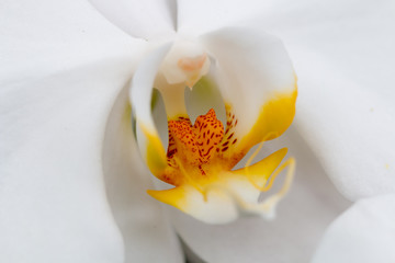 pollen orchid