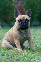 Fototapeta premium Frenchy