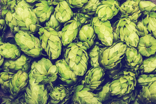 Fresh green hops on a wooden table. Blue toned