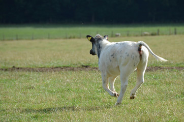 a young cow running in the fields