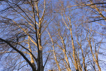 Trees branches upward texture detail blue sky afternoon.