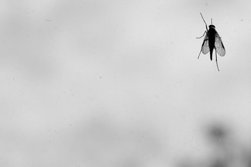Fliege am Fensterglas