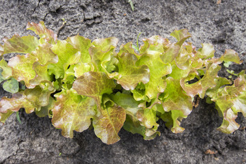 bed of lettuce