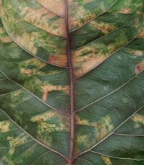 leaf macro textures in details