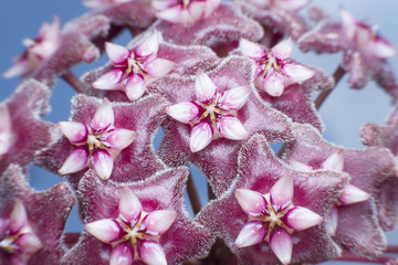 Star-shaped flower pollen. (Hoya carnosa)