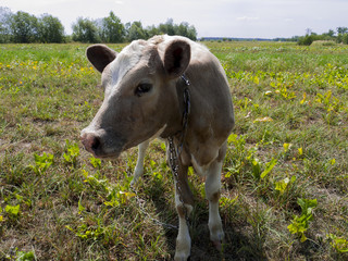 Young cow