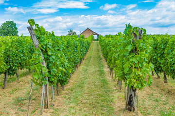 Fototapeta na wymiar Grape fields and wineyard