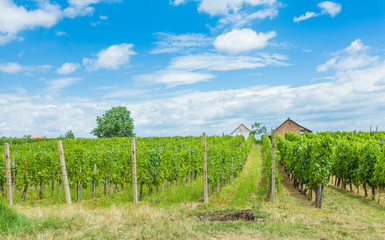 Obraz premium Grapevines and winery