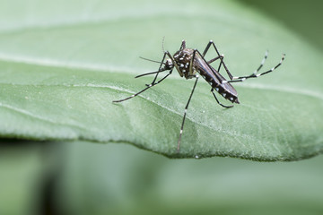 mosquito drinks blood out of man