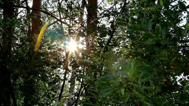 Sun breaks through the branches of trees. Wild forest at sunset. Bright sun. Rays backlit. Silhouettes of the summer forest. Background. Sun shines through the leaves. Colored rays and glare.