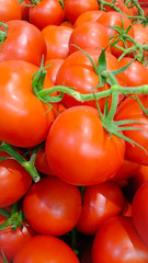 tomates 12082015
