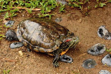Turtle