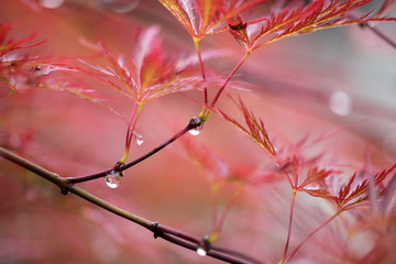 drops of rain on the leaves of red maple