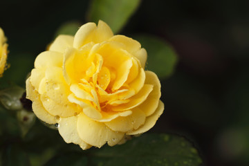 rose yellow