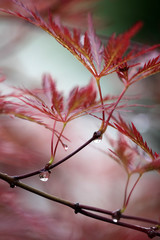 drops of rain on the leaves of red maple