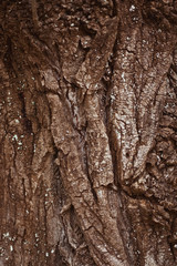 Texture Bark of Pine Tree