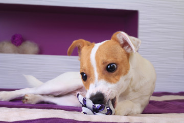 Jack Russell puppy on the bed