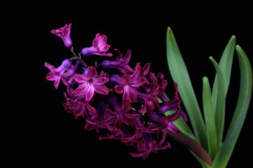 Hyacinth , isolated on black backgroung