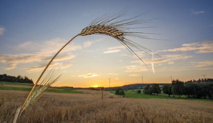 Reifes Kornfeld bei Sonnenuntergang