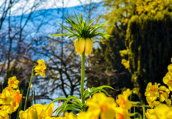 Yellow flower in cool weather